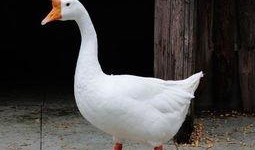 吃大鹅和角瓜,一场味蕾的盛宴