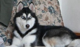 哈士奇教猫咪吃瓜