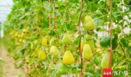 吃瓜的月亮,探寻吃瓜月亮的神秘传说