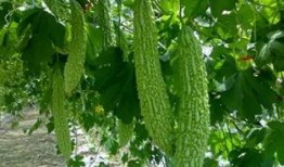 草滩吃瓜,悠闲吃瓜时光