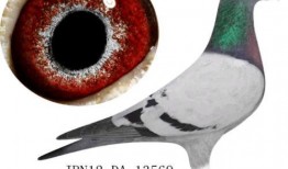 驴鸽吃瓜德思路,一场跨界美食的奇妙之旅