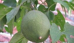 柳州城市吃瓜,探寻城市吃瓜的甜蜜诱惑