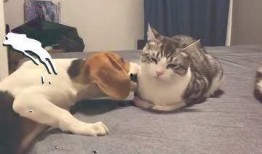 吃瓜群众抢眼视频,揭秘网络热点的幕后故事