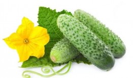 吃瓜系统夏齐念