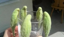 吃瓜QQ群内黄,黄生背后的故事与真相