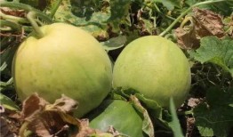 香瓜开瓜吃瓜,夏日消暑美食之旅