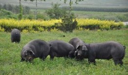 小白猪吃瓜,小白猪的瓜田奇遇记