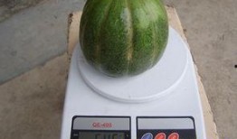 孕妇可以吃青皮绿瓜,青皮绿瓜助力母婴健康