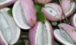 免费吃八月瓜,夏日美味尽享自然馈赠