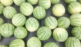 一鸣吃瓜,揭秘娱乐圈的甜蜜与苦涩