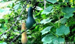 井陉最新吃瓜事件,揭秘背后真相与网络热议