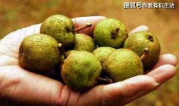 亳州归野吃瓜,探寻古都瓜果飘香之旅