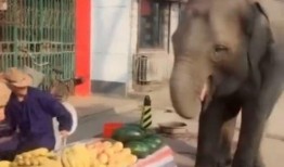 大象吃瓜免费吃瓜