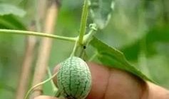 吃了小瓜吃大瓜会中毒吗,揭秘“吃大瓜中毒”真相