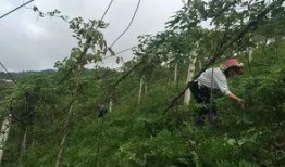 免费吃八月瓜,夏日美味尽享自然馈赠