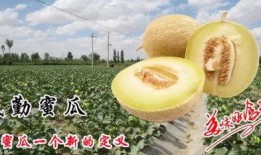 小孩吃民勤蜜瓜,民勤蜜瓜的甜蜜之旅