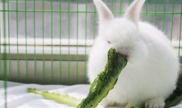 小白兔视频吃哈密瓜图片,小白兔欢乐享用甜蜜哈密瓜