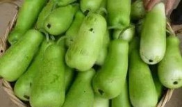 喂奶可以吃葫芦瓜,哺乳期妈妈的营养佳品