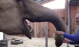 大象吃瓜免费吃瓜