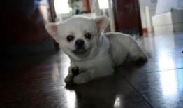 小白猪吃瓜,小白猪的瓜田奇遇记