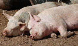 小白猪吃瓜,小白猪的瓜田奇遇记