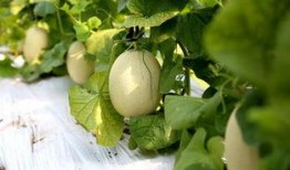 温哥华本地吃瓜,解锁地道美食新体验