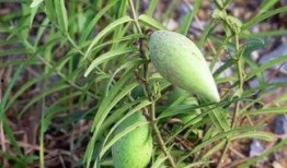 吃瓜无果,揭秘娱乐圈背后的真相与谜团