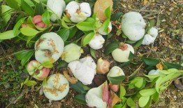 亳州归野吃瓜,探寻古都瓜果飘香之旅