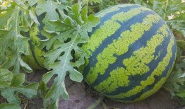 介休大小事吃瓜,揭秘本地热点，畅享吃瓜乐趣