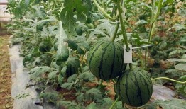 襄阳一家吃瓜,揭秘当地特色美食背后的故事