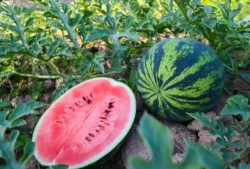 河南古茗吃瓜,吃瓜群众的美食盛宴