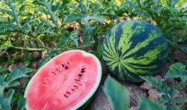 河南古茗吃瓜,吃瓜群众的美食盛宴