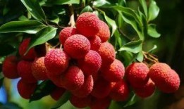 荔枝吃瓜小说全文阅读,一场穿越时空的甜蜜冒险