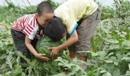 井陉最新吃瓜事件,揭秘背后真相与网络热议