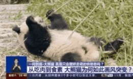 带你吃瓜物种进化,一场跨越时空的趣味探索