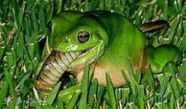 吃瓜博主青蛙,揭秘娱乐圈那些不为人知的幕后故事