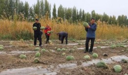 唐庄镇最近吃瓜视频