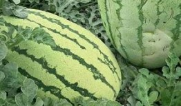 山西西芦瓜怎么吃,山西西芦瓜的多样食法探索