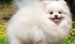 博美吃蜜瓜,萌宠美食新体验