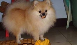 博美吃蜜瓜,萌宠美食新体验