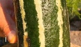 谁还没吃这个瓜,谁还没吃这个瓜？