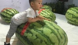 招远吃瓜群众事件最新,真相与反思