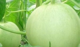 孕妇可以吃青皮绿瓜,青皮绿瓜助力母婴健康