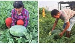 梦见儿子买瓜吃,儿子买瓜吃的温馨启示