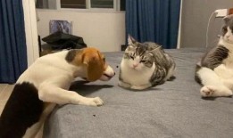 吃瓜群众抢眼视频,揭秘网络热点的幕后故事