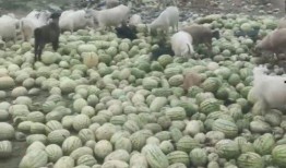 全国真实吃瓜群,揭秘网络社交的“瓜田”盛景