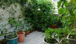 菜园吃瓜小诀窍,轻松掌握小诀窍