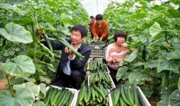 中伏吃瓜的功效,消暑解热，养生保健的天然良方