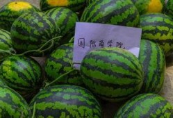 吃瓜基本操作,解锁吃瓜基本操作指南