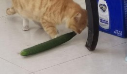 猫咪吃蜜瓜吗,揭秘猫咪对蜜瓜的喜爱与禁忌